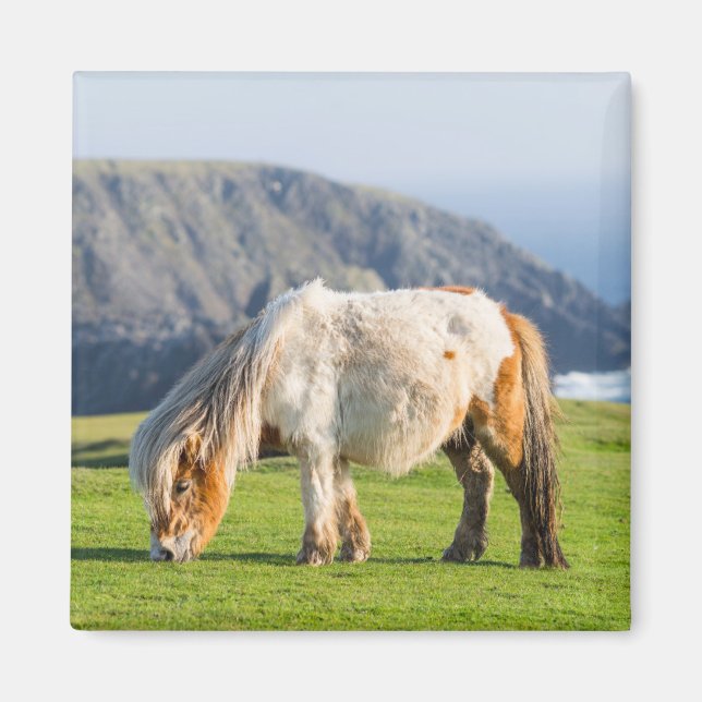 Shetland Pony on Pasture Near High Cliffs Magnet (Front)