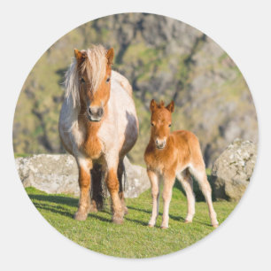 Shetland Pony On Pasture Near High Cliffs, Mare 2 Classic Round Sticker