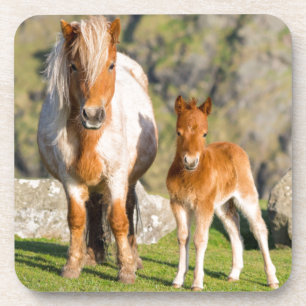 Shetland Pony On Pasture Near High Cliffs, Mare 2 Coaster