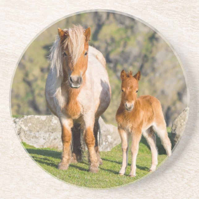 Shetland Pony On Pasture Near High Cliffs, Mare 2 Coaster (Front)