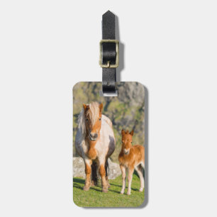 Shetland Pony On Pasture Near High Cliffs, Mare 2 Luggage Tag