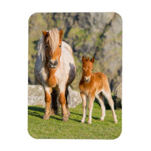Shetland Pony On Pasture Near High Cliffs, Mare 2 Magnet