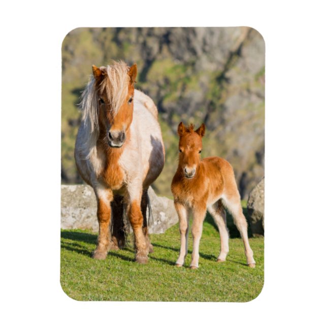 Shetland Pony On Pasture Near High Cliffs, Mare 2 Magnet (Vertical)