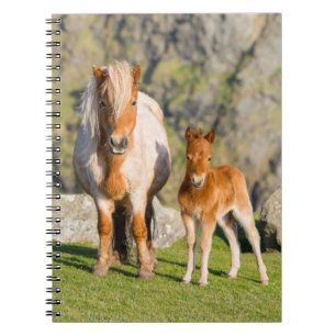 Shetland Pony On Pasture Near High Cliffs, Mare 2 Notebook