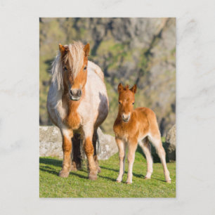 Shetland Pony On Pasture Near High Cliffs, Mare 2 Postcard