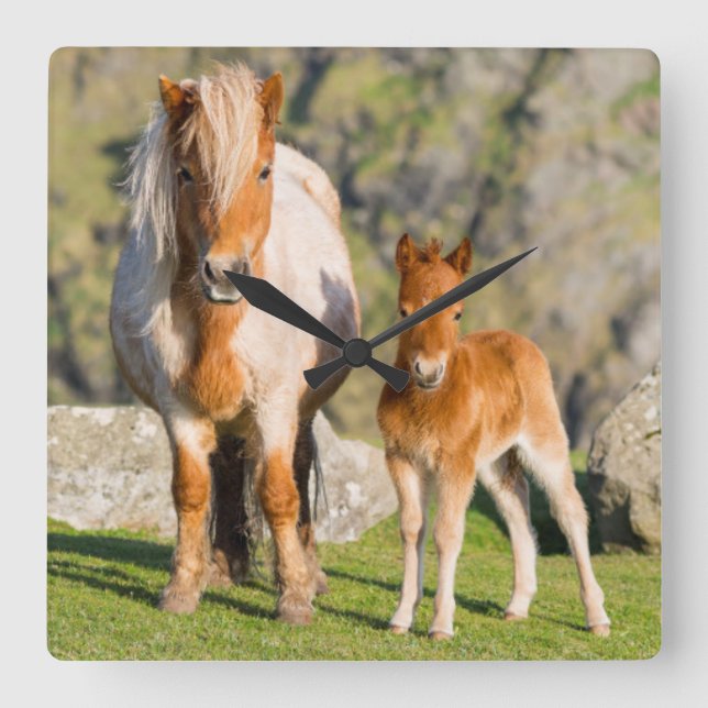 Shetland Pony On Pasture Near High Cliffs, Mare 2 Square Wall Clock (Front)