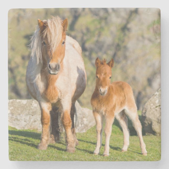 Shetland Pony On Pasture Near High Cliffs, Mare 2 Stone Coaster (Front)