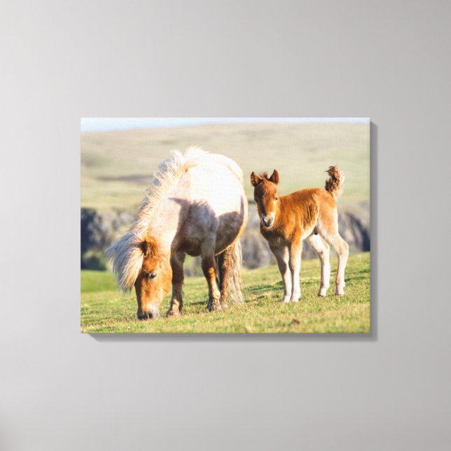 Shetland Pony On Pasture Near High Cliffs, Mare Canvas Print (Front)