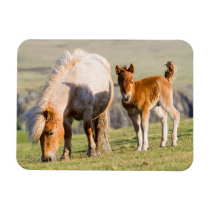 Shetland Pony On Pasture Near High Cliffs, Mare Magnet