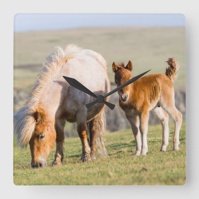 Shetland Pony On Pasture Near High Cliffs, Mare Square Wall Clock (Front)