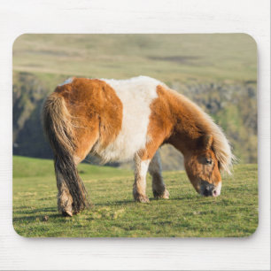 Shetland Pony On Pasture Near High Cliffs Mouse Pad