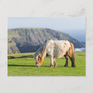 Shetland Pony on Pasture Near High Cliffs Postcard