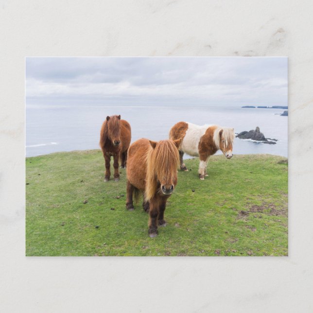Shetland Pony on Pasture Near High Cliffs Postcard (Front)