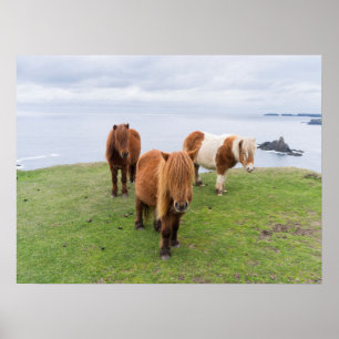 Shetland Pony on Pasture Near High Cliffs Poster