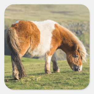 Shetland Pony On Pasture Near High Cliffs Square Sticker