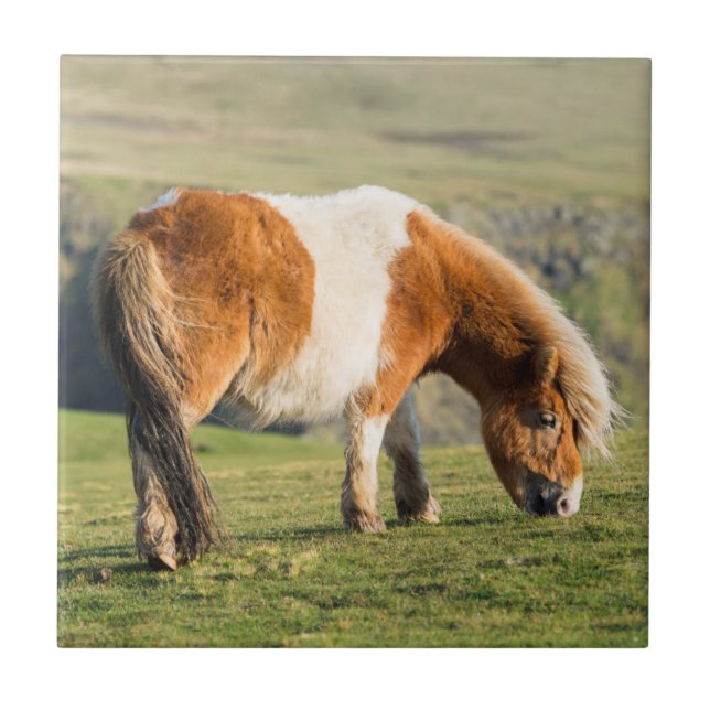 Shetland Pony On Pasture Near High Cliffs Tile (Front)