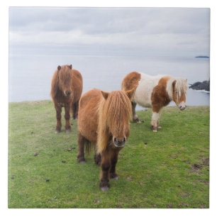 Shetland Pony on Pasture Near High Cliffs Tile