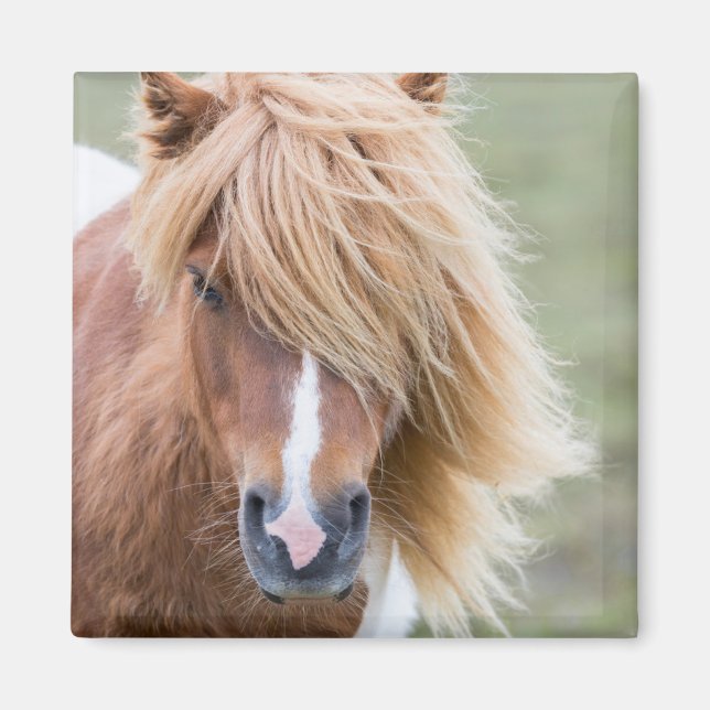 Shetland Pony on the Island of Unst Magnet (Front)