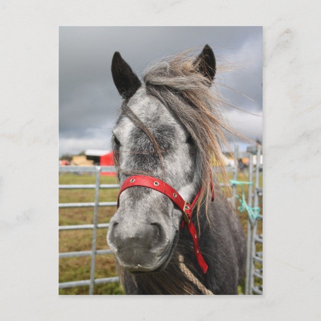 Shetland Pony Postcard (Front)