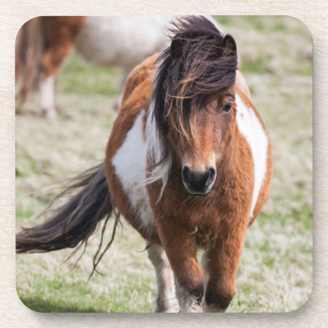 Shetland Pony, Shetland Islands Coaster (Front)
