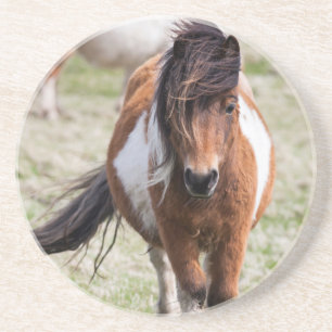 Shetland Pony, Shetland Islands Coaster