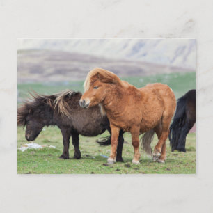 Shetland Pony, Shetland Islands, Scotland 2 Postcard