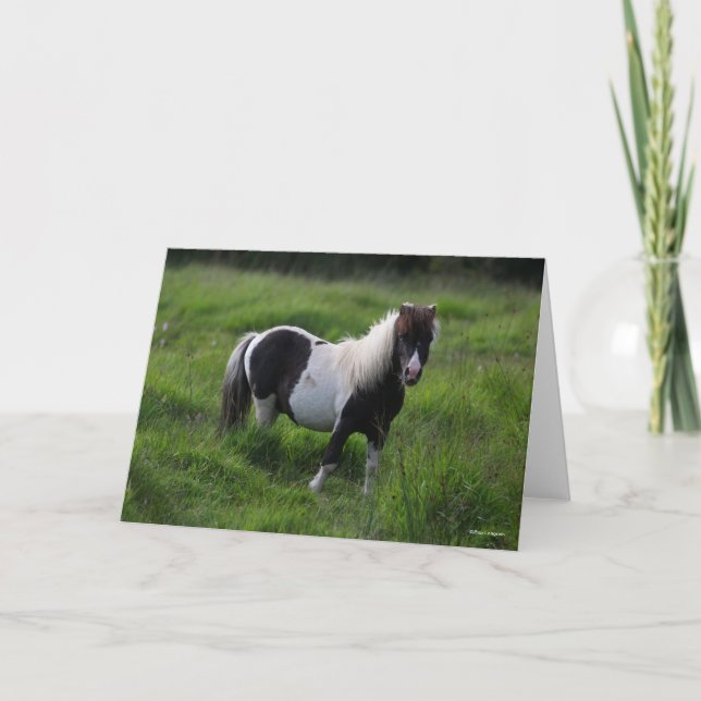 Shetland Pony Stallion Standing In Grass Card (Front)