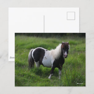 Shetland Pony Stallion Standing In Grass Postcard