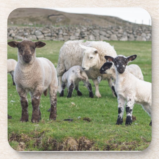 Shetland Sheep Coaster (Front)