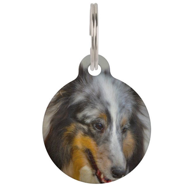 Shetland Sheep Dog. Pet Tag (Front)
