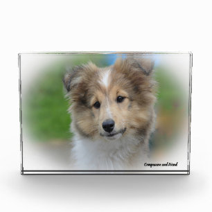 Shetland Sheep Dog. Photo Block