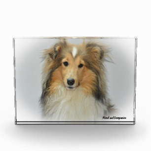 Shetland Sheep Dog. Photo Block