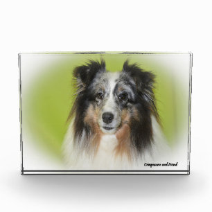 Shetland Sheep Dog. Photo Block