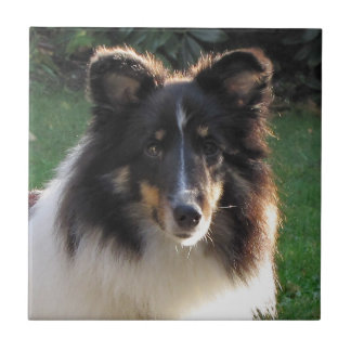 Shetland Sheep Dog Tile