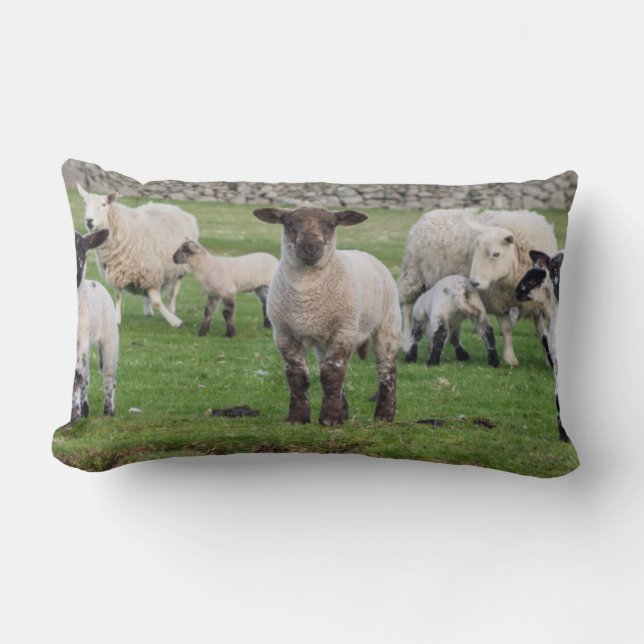 Shetland Sheep Lumbar Cushion (Front)
