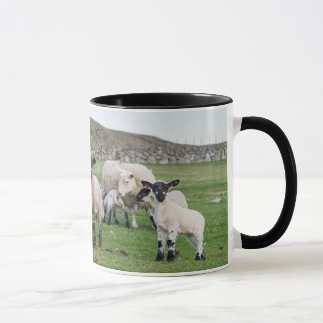 Shetland Sheep Mug (Right)