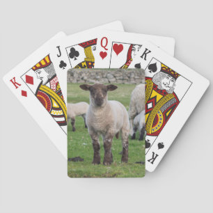 Shetland Sheep Playing Cards
