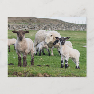 Shetland Sheep Postcard