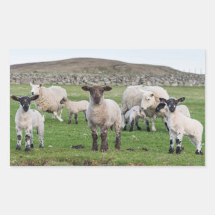 Shetland Sheep Rectangular Sticker