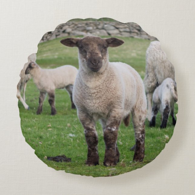 Shetland Sheep Round Cushion (Front)