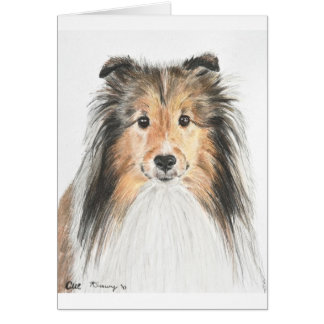 Shetland Sheepdog