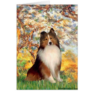Shetland Sheepdog 1 - Spring