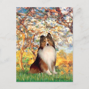 Shetland Sheepdog 1 - Spring Postcard