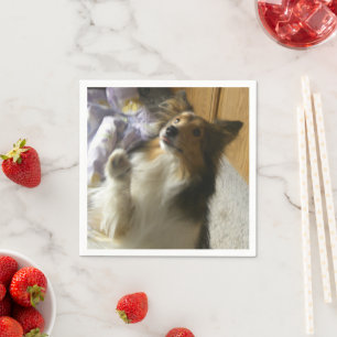 Shetland Sheepdog Begging Napkin