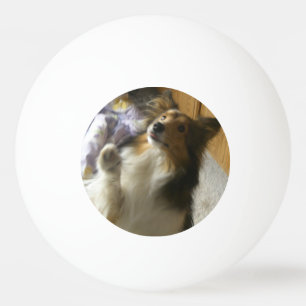 Shetland Sheepdog Begging Ping Pong Ball