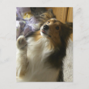 Shetland Sheepdog Begging Postcard