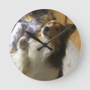 Shetland Sheepdog Begging Round Clock