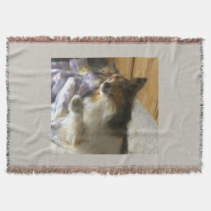 Shetland Sheepdog Begging Throw Blanket