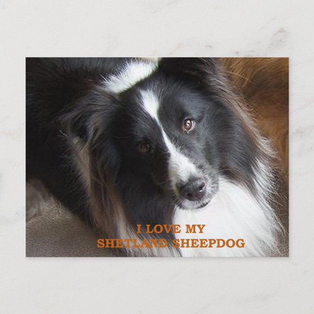shetland sheepdog black and white love w pic postcard (Front)