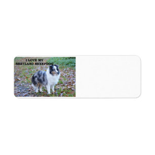 shetland-sheepdog-blue merle white tan love w pic.